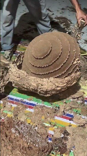 Peeling Open A Giant Wasp Nest To See Its Multi‑Layer Inner Structure