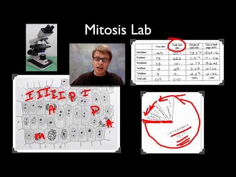 AP Biology Lab 3: Mitosis and Meiosis