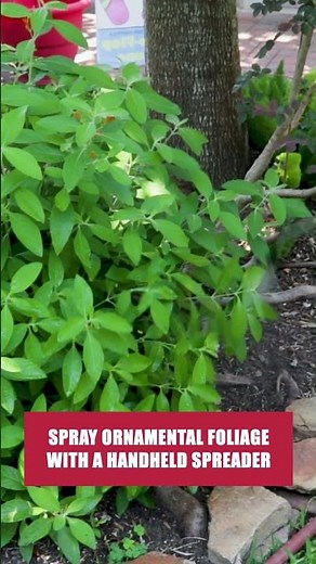 The Quick Guide to Gnats Outdoors! [DIY Fly Control]