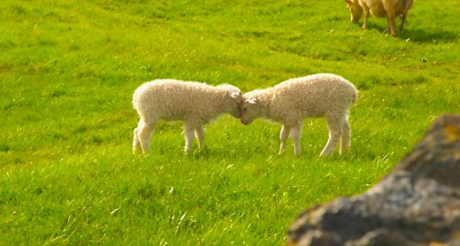 Encounter one of the world's purest breeds of sheep as The Trip Sisters make their way through the charming Icelandic countryside. | National Geographic Travel