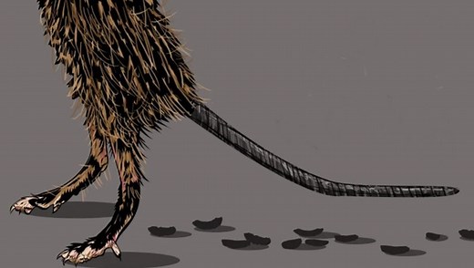 How To Safely Clean Mouse Droppings From Your Sofa