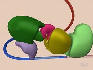 Eukaryotic Gene Regulation | Biology for Majors I