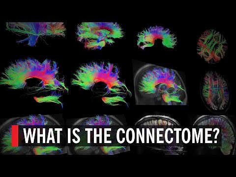 What is the Connectome? Mapping Neurons in the Brain
