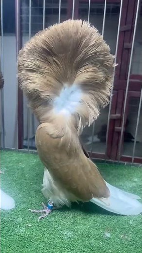 Stunning Jacobin Pigeon | Rare Fancy Breed with Regal Feather Display! ‎⁨@SultanpigeonJainulKhan⁩