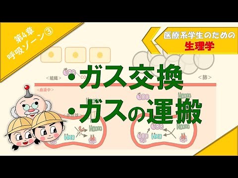 生理学 呼吸ゾーン③ 「ガス交換」「ガスの運搬」