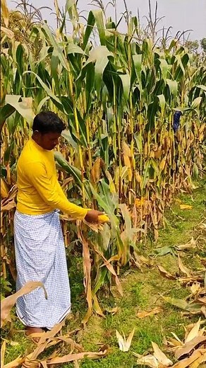 Maize Harvesting by Hand