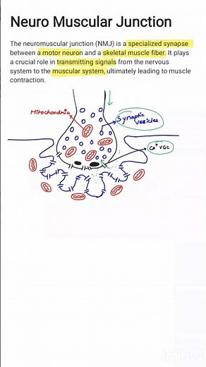 NeuroMuscular Junction | NMJ | Nerve Muscle Physiology | MBBS 1ST YEAR