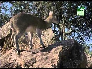 Animal Planet al Extremo - Atletas