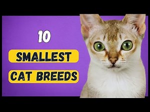 10 SMALLEST CAT BREED