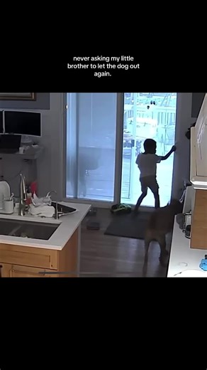 #fyp #govira #funnyvideos | dog