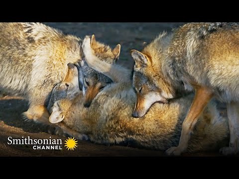 How Wolves Use Complex Body Language to Communicate 🐺 Carpathian Predators | Smithsonian Channel