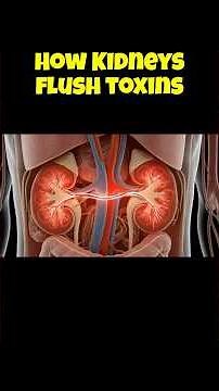 How Your Kidneys Actually Work: A Full Inside-the-Body Breakdown