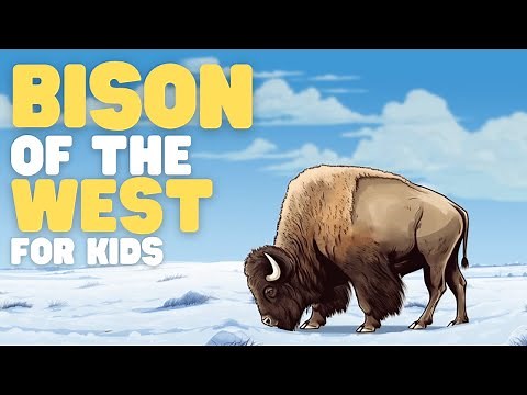 Bison of the West for Kids | Learn all about these special mammals