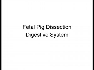 Fetal Pig Dissection - digestive system
