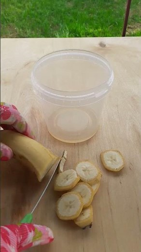 Homemade Fly Trap