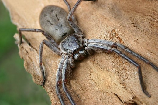 Giant huntsman spider: The world's largest spider by leg span
