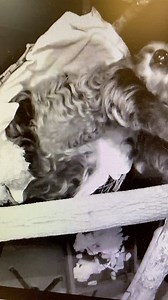 212K views · 9.9K reactions | Birth watch is on! Look closely at Lightning’s belly to see her pup moving around. Starting today, volunteers will be watching her on camera overnight to let her care team know if they see any signs of labor. The keepers have already prepped and baby-proofed her habitat. | Cincinnati Zoo & Botanical Garden | Facebook