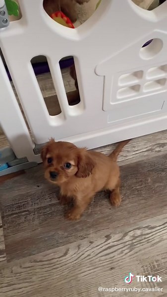 Cavalier King Charles Spaniel: Life with Ruby