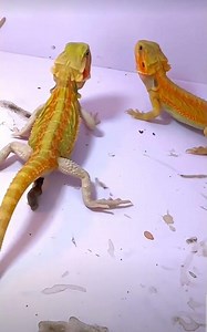 Lizard funny moments