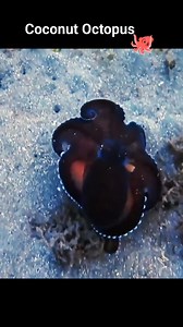 The coconut octopus (Amphioctopus marginatus) is a true master of disguise and ingenuity. Watch as it skillfully maneuvers across the ocean floor, using shells and coconut husks as portable shelters! With mesmerizing movements and unmatched intelligence, this cephalopod showcases the wonders of marine adaptation. 🌊🐙 #Octopus #MarineLife #octopuslove #UnderwaterWorld #Camouflage #OceanExplorer #WildlifePhotography #MacroMarineLife #OceanLove #cephalopod #UnderwaterBeauty #natureisawesome | Scub