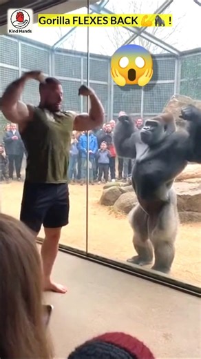 Bodybuilder Challenges a Gorilla… Gorilla Copies Him PERFECTLY 😱🦍 | Kind Hands