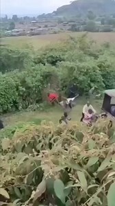 19K views · 96 reactions | Buffalo karibu imalize watu Nakuru | PRIME TIME News | Facebook