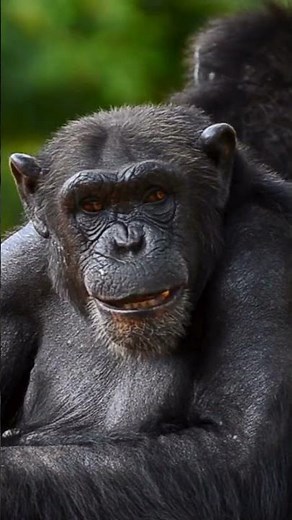 Fascinating Facts About Chimpanzees: Behavior, Intelligence, and Evolutionary Insights