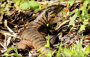 Colombian Tegu (Gold Tegu) Information & Care - PetsWithScales