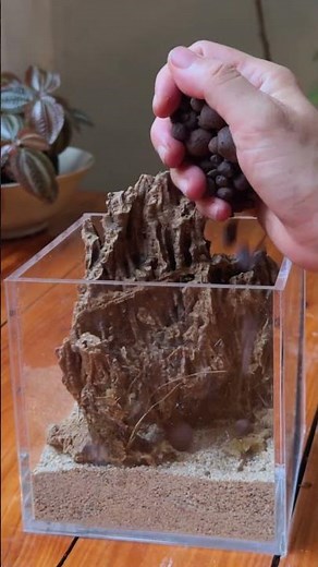 Creating a Beautiful Terrarium from Scratch!