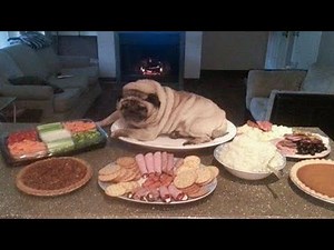 Funniest and Cutest Pug Dog Videos Compilation - Pug SOO Cute #04