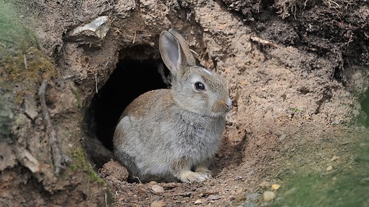 Whys and Hows of Rabbit Burrows - Here Bunny