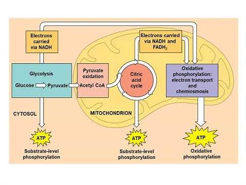 Chapter 9 Cellular Respiration & Fermentation