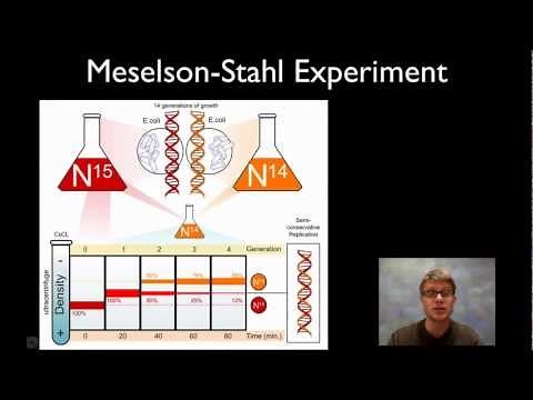 Meselson-Stahl Experiment