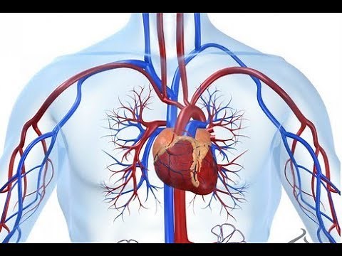 cardiovascular system Intrinsic Conduction System