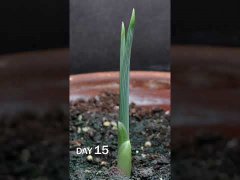 Iris bulb sprouting time lapse