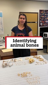 21 reactions | Join Collections Technician of Natural History, Aro, as she tells us about the osteology collection and how it can help researchers identify bones! #DidYouKnow | Manitoba Museum | Facebook