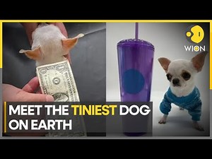 Meet the tiniest dog on Earth, smaller than a popsicle stick | Latest English News | WION