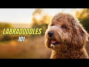 Labradoodle 101: TOP 10 Facts You MUST Know