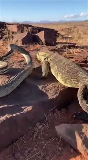 Snake vs Monitor Lizard Fight | Realistic Wild Battle in Rocky Terrain | Nature Clash