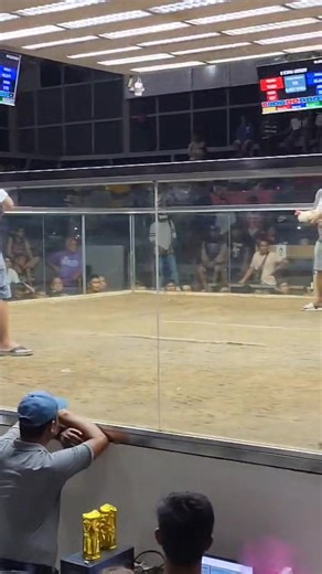 A well pointed rooster will only stop when it's dead, as long as it's alive it will keep fighting... | Dwin Gabs