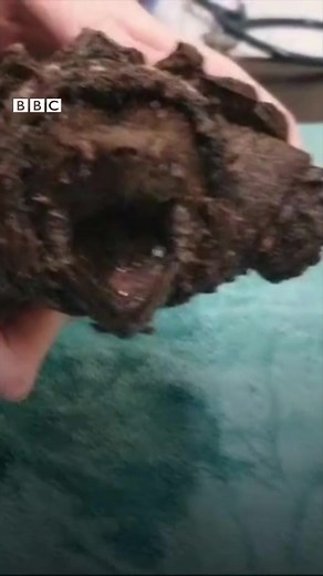 5.5K views · 91 reactions | This is Fluffy.  The alligator snapping turtle was found in a lake in northern England - a long way from its natural habitat, swamps in southern parts of the US. More amazing animals in our playlist: https://bbc.in/498hMIK | BBC World Service | Facebook