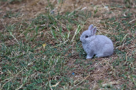 11 of Smallest Rabbits in the World