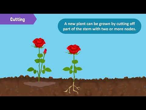 Types of Reproduction in Plants