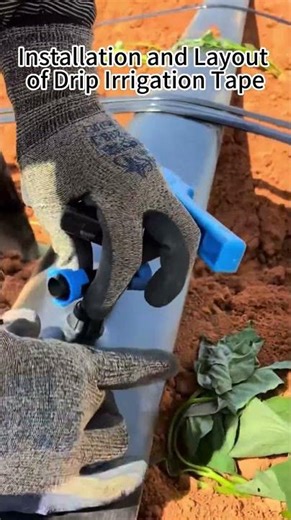 Drip Irrigation Tape Installation in 3 Easy Steps #shorts