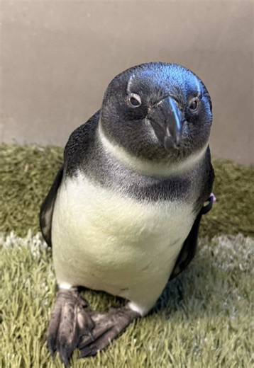 Kodi's Exciting Swim Time with Favorite Friends!