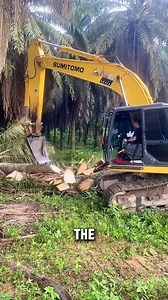 These trees are a species of palm known as the oil palm, and their fruit is used to produce palm oil. But why are they being cut into pieces? | Business Insider Africa