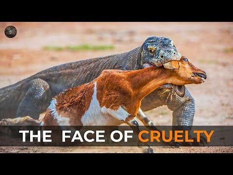 The Largest Living Lizard on Earth | Komodo Dragon