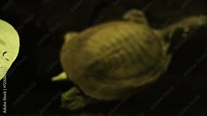 Active chinese softshell turtle trionyx, swims quickly in an aquarium. A turtle swims underwater among driftwood, dark background