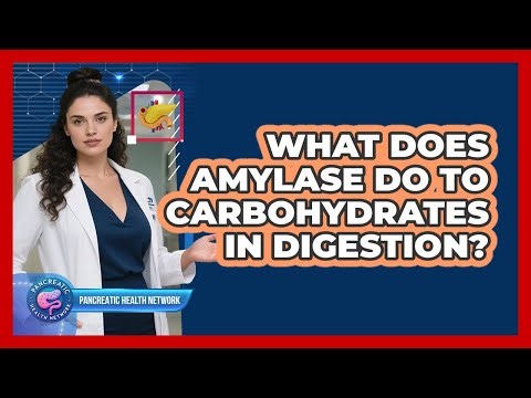 What Does Amylase Do to Carbohydrates in Digestion?