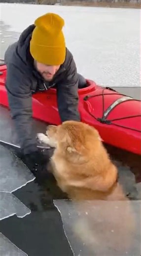 Dog Falls Through Thin Ice on Frozen Lake #dog #rescue